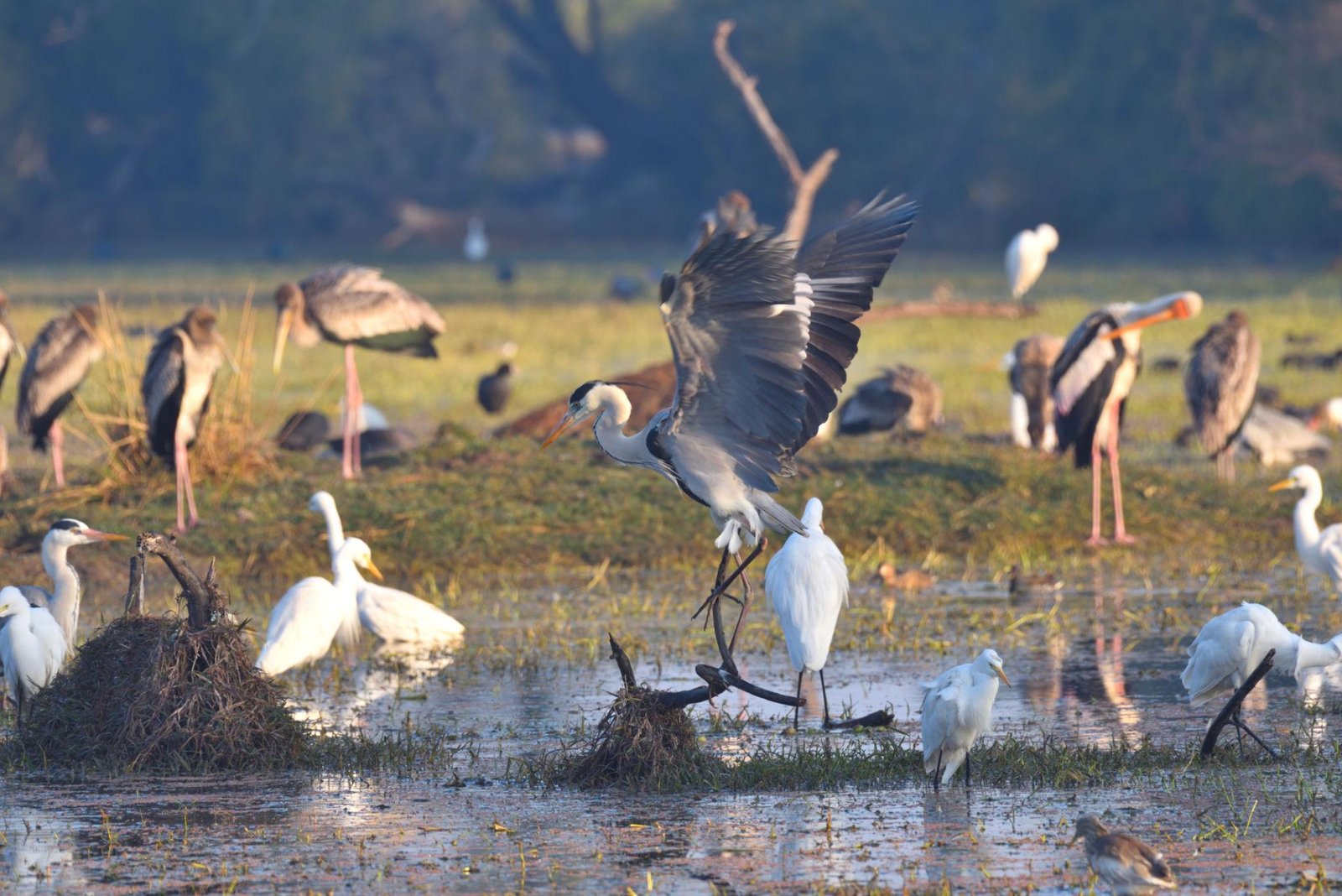 Wildlife in Rajasthan
