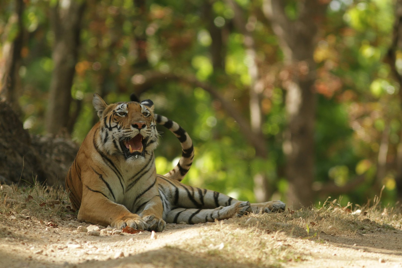 Central India Tiger Safari