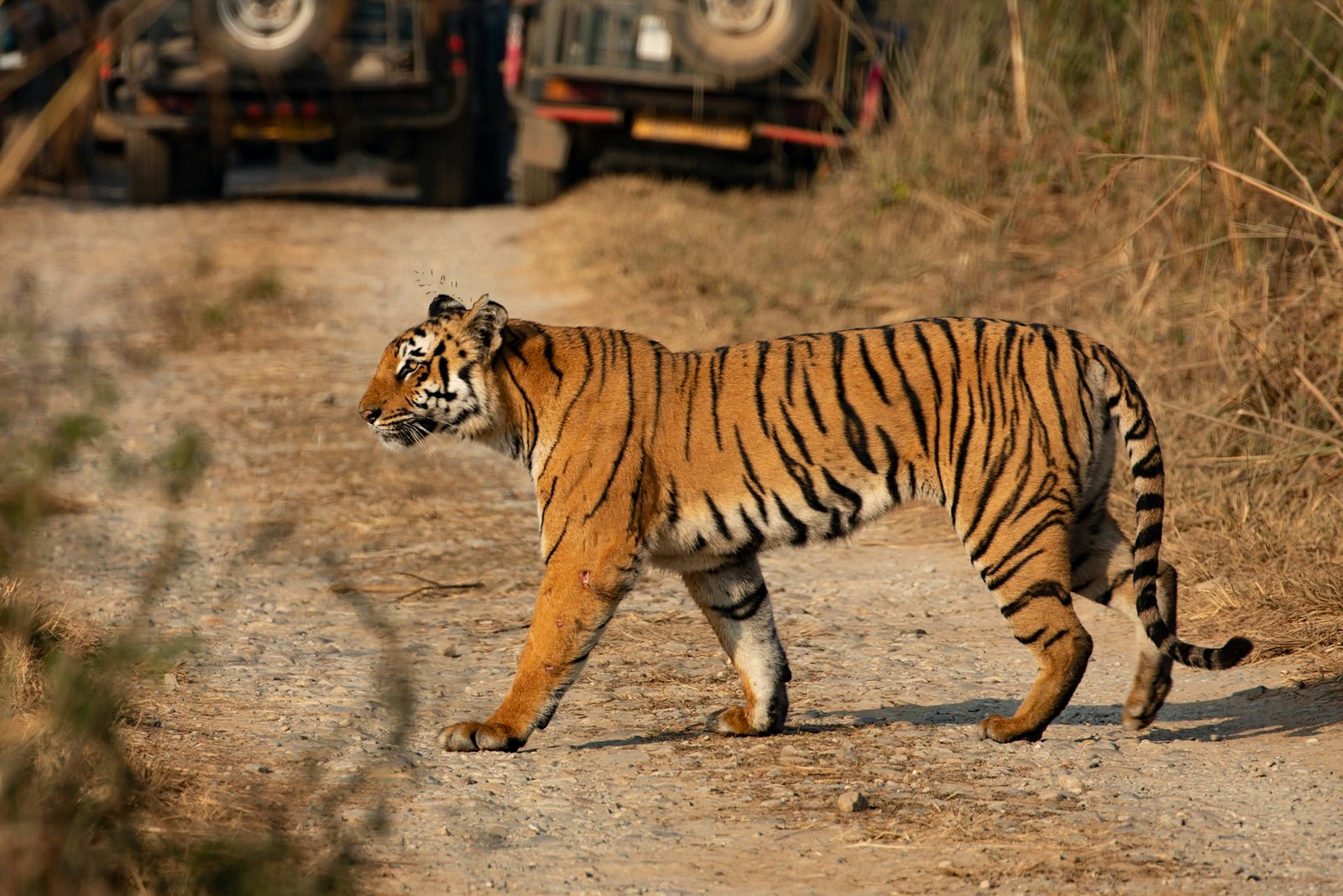 Explore Indian Wildlife