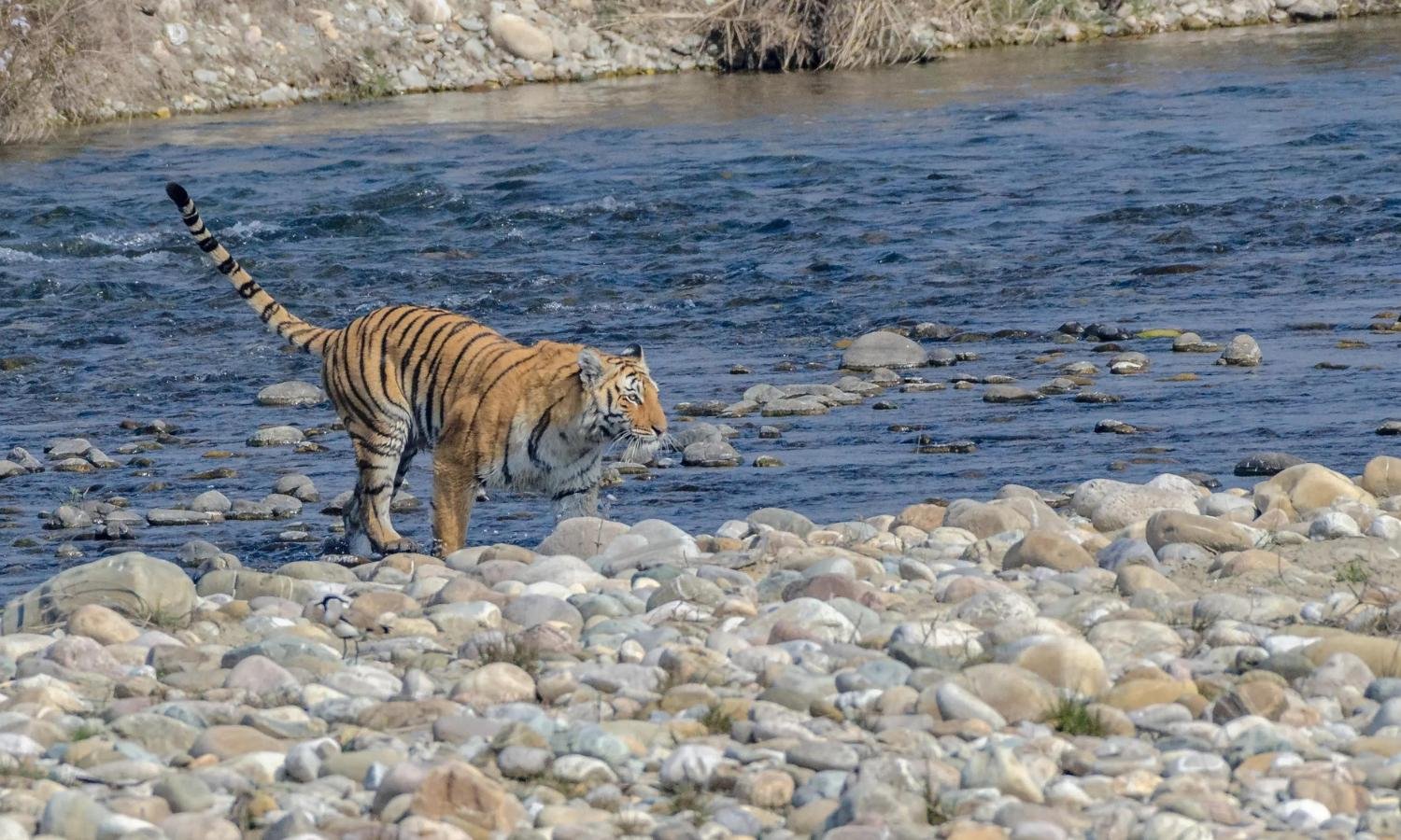 Corbett Elephant Safari